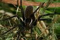 Dolomedes_fimbriatus_D5119_Z_89_Canal du Nivernais_Frankrijk